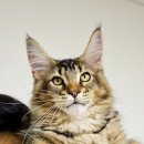 티피쿤(TIPPYCOON) 이미지