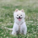 센트럴 동물메디컬센터 이미지