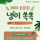 [올마이스] 2023 봄봄봄 냉이 쏙쏙 안성팜랜드 축제 이미지