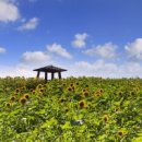 해바라기 이미지