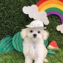 지니펫 애견미용실 이미지