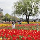 황산공원(황산C) | 화명생태공원 튤립 실시간 개화 부산튤립명소