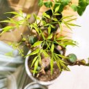 해피트리 이미지