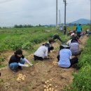 6월 22일 (텃밭 수업) - 감자 수확, 텃밭 관리 (3조 김지헌) 이미지