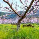 대룡산주유소 이미지