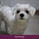 또바기동물병원 | 파주동물병원 또바기동물병원 진료와 비용 확인을 위한 체크리스트