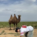 몽팸 | 7월에 다녀온 6박 7일 남고비 몽골여행_3일차(홍고린엘스,낙타체험,모래썰매)