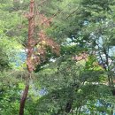 소나무재선충병에 습격당한 대통령관저 뒷산-청와대 개보수 경비초소등 세심한 점검 필요 이미지