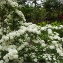 밥풀떼기 이미지