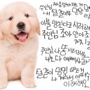 미스터 멍 애견샵 이미지