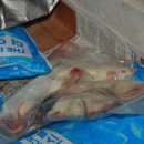 그린트리 이미지