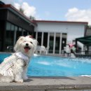 상암 진 동물의료센터 이미지