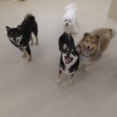 컴투펫 위탁보호센터 서울점 | 광진구 자양동 애견 호텔 가볼만한 곳 3 총정리