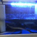 대머리장어 이미지