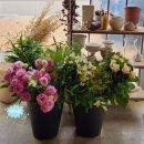 세느파크 이미지