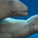 벨루가 이미지