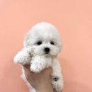 마마스미독 강아지분양 인천점 | 인천강아지분양, 믿고하는 마마스미독 강아지분양 인천점