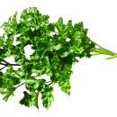 파슬리 이미지