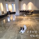 펫퍼블릭
