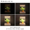 루아쿠아