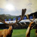 장생사슴농장 이미지