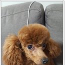 애견미용사 장윤희 이미지