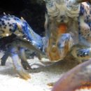 라이언 PC 이미지