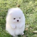 다수제 이미지