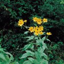 뚱딴지 -Jerusalem artichoke 이미지