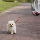 강아지산책 이미지