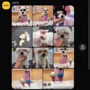 남현댕 애견미용 이미지