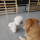 꽃보다 이쁘개 이미지