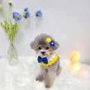 항상,예쁘개 이미지