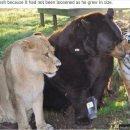 호랑이형제 이미지