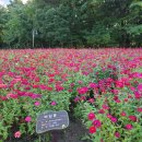 경남 함양 상림공원 이미지