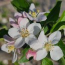 사과나무 꽃 이미지