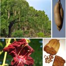 The Magic of 3 top tropical trees from the legends 이미지