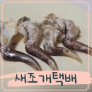 오늘도푸른 | 남당항맛집 푸른바다 제철 새조개택배 후기