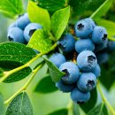 쌍치블루베리 이미지