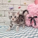 헬로펫 효자점 이미지