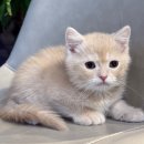 울산고양이분양 도레미캣 이미지