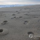 경포9호 이미지