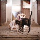 메디하자 이미지