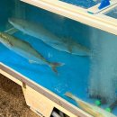 남해수산 | 제주 동문시장 남해수산 방어 고등어 가성비 좋은 내돈내산 후기