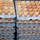 고운 농장 이미지