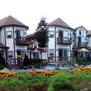 숲속의 별들 이미지