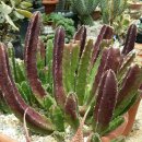 우각농장 이미지