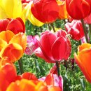 2025 섬 튤립축제 이미지