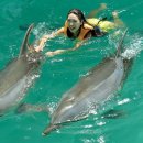 제주 돌고래 이미지