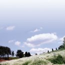 팜카밀레 이미지